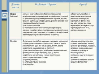 Ділянки
листка
Особливості будови Функції
Шкірка
(епідерма)
клітини - живі безбарвні (позбавлені хлоропластів),
розміщені одним суцільним шаром; клітинні стінки потовщені
та просочені жироподібними речовинами - кутином, воском;
продихи - щілини, що утворені двома дрібними замикаючими
(підковоподібними) клітинами:
а) містять хлоропласти;
б) стінки замикаючих клітин потовщені нерівномірно:
зовнішня тонка і внутрішня товста вкривають верхню і нижню
поверхню листкової пластинки; пропускають світлові промені
(безпосередньої участі в фотосинтезі не беруть);
забезпечують газообмін з
навколишнім середовищем;
регулюють транспірацію;
відбувається фотосинтез;
при зміні тургору такі стінки
нерівномірно розтягуються, що
сприяє відкриванню їх чи,
навпаки, закриванню.
Мезофіл Стовпчаста (палісадна) паренхіма - видовжені, циліндричні
клітини щільно прилягають одна до одної (схожі на досить
рівні стовпчики; один або кілька шарів), містять багато
хлоропластів (кілька десятків на 1 клітину);
губчаста паренхіма - пухко розміщені клітини неправильної
форми (кількість шарів варіює від 2 до 7), містять
хлоропласти; між клітинами - великі міжклітинники;
жилки (судинно-волокнисті пучки):
а) судини (ксилема);
б) ситоподібні трубки (флоема);
в) склеренхіма
здійснює процес фотосинтезу
(основна асиміляційна тканина);
здійснює транспірацію, газообмін,
запасання поживних речовин;
здійснюють провідну та
механічну функції;
постачають воду та мінеральні
речовини;
здійснюють виведення із листка
продуктів фотосинтезу
 