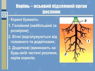 Корінь – осьовий підземний орган
рослини
• Корені бувають:
1. Головний (найбільший за
розміром);
2. Бічні (відгалужуються від
головного та додаткових;
3. Додаткові (виникають на
будь-якій частині рослини,
окрім коренів;
 