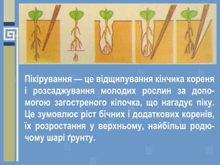 Пікірування — це відщипування кінчика кореня
і розсаджування молодих рослин за допо-
могою загостреного кілочка, що нагадує піку.
Це зумовлює ріст бічних і додаткових коренів,
їх розростання у верхньому, найбільш родю-
чому шарі ґрунту.
 
