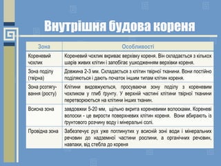 Внутрішня будова кореня
Зона Особливості
Кореневий
чохлик
Кореневий чохлик вкриває верхівку кореня. Він складається з кількох
шарів живих клітин і запобігає ушкодженням верхівки кореня.
Зона поділу
(твірна)
Довжина 2-3 мм. Складається з клітин твірної тканини. Вони постійно
поділяються і дають початок іншим типам клітин кореня.
Зона розтягу-
вання (росту)
Клітини видовжуються, просуваючи зону поділу з кореневим
чохликом у глиб ґрунту. У верхній частині клітини твірної тканини
перетворюються на клітини інших тканин.
Всисна зона завдовжки 5-20 мм, щільно вкрита кореневими волосками. Кореневі
волоски - це вирости поверхневих клітин кореня. Вони вбирають із
ґрунтового розчину воду і мінеральні солі.
Провідна зона Забезпечує рух уже поглинутих у всисній зоні води і мінеральних
речовин до надземної частини рослини, а органічних речовин,
навпаки, від стебла до кореня
 