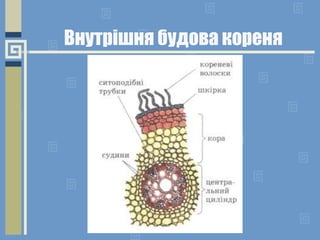 Внутрішня будова кореня
 