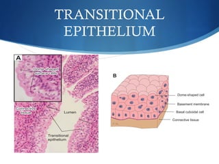 Transitional Shape Histology (UST handout) | PDF