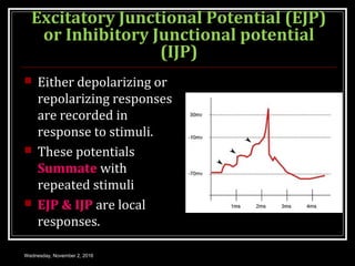 Epip Junction 3.9 SMOOTH MUSCLE PHYSIOLOGY | PPT