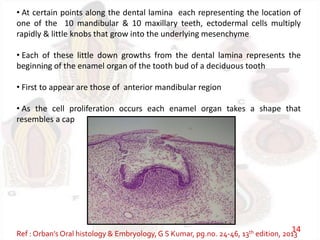 • At certain points along the dental lamina each representing the location of
one of the 10 mandibular & 10 maxillary teeth, ectodermal cells multiply
rapidly & little knobs that grow into the underlying mesenchyme
• Each of these little down growths from the dental lamina represents the
beginning of the enamel organ of the tooth bud of a deciduous tooth
• First to appear are those of anterior mandibular region
• As the cell proliferation occurs each enamel organ takes a shape that
resembles a cap
Ref : Orban’s Oral histology & Embryology,G S Kumar, pg.no. 24-46, 13th edition, 2013
14
 