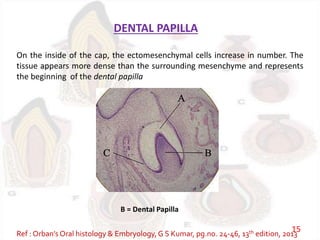DENTAL PAPILLA
On the inside of the cap, the ectomesenchymal cells increase in number. The
tissue appears more dense than the surrounding mesenchyme and represents
the beginning of the dental papilla
B = Dental Papilla
Ref : Orban’s Oral histology & Embryology,G S Kumar, pg.no. 24-46, 13th edition, 2013
15
 