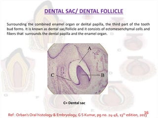 DENTAL SAC/ DENTAL FOLLICLE
Surrounding the combined enamel organ or dental papilla, the third part of the tooth
bud forms. It is known as dental sac/follicle and it consists of ectomesenchymal cells and
fibers that surrounds the dental papilla and the enamel organ.
C= Dental sac
Ref : Orban’s Oral histology & Embryology,G S Kumar, pg.no. 24-46, 13th edition, 2013
16
 