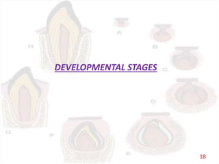 DEVELOPMENTAL STAGES
18
 