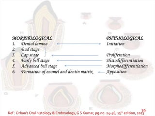 MORPHOLOGICAL
1. Dental lamina
2. Bud stage
3. Cap stage
4. Early bell stage
5. Advanced bell stage
6. Formation of enamel and dentin matrix
PHYSIOLOGICAL
Initiation
Proliferation
Histodifferentiation
Morphodifferentiation
Apposition
Ref : Orban’s Oral histology & Embryology,G S Kumar, pg.no. 24-46, 13th edition, 2013
19
 
