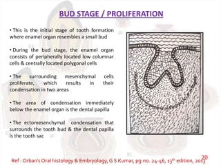 BUD STAGE / PROLIFERATION
• This is the initial stage of tooth formation
where enamel organ resembles a small bud
• During the bud stage, the enamel organ
consists of peripherally located low columnar
cells & centrally located polygonal cells
• The surrounding mesenchymal cells
proliferate, which results in their
condensation in two areas
• The area of condensation immediately
below the enamel organ is the dental papilla
• The ectomesenchymal condensation that
surrounds the tooth bud & the dental papilla
is the tooth sac
Ref : Orban’s Oral histology & Embryology,G S Kumar, pg.no. 24-46, 13th edition, 2013
20
 