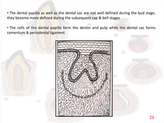 • The dental papilla as well as the dental sac are not well defined during the bud stage,
they become more defined during the subsequent cap & bell stages
• The cells of the dental papilla form the dentin and pulp while the dental sac forms
cementum & periodontal ligament
21
 