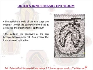 OUTER & INNER ENAMEL EPITHELIUM
• The peripheral cells of the cap stage are
cuboidal , cover the convexity of the cap &
are called the outer enamel epithelium
• The cells in the concavity of the cap
become tall columnar cells & represent the
inner enamel epithelium
Ref : Orban’s Oral histology & Embryology,G S Kumar, pg.no. 24-46, 13th edition, 2013
23
 