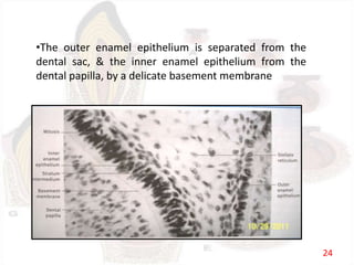 •The outer enamel epithelium is separated from the
dental sac, & the inner enamel epithelium from the
dental papilla, by a delicate basement membrane
24
 