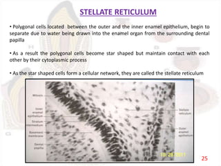 STELLATE RETICULUM
• Polygonal cells located between the outer and the inner enamel epithelium, begin to
separate due to water being drawn into the enamel organ from the surrounding dental
papilla
• As a result the polygonal cells become star shaped but maintain contact with each
other by their cytoplasmic process
• As the star shaped cells form a cellular network, they are called the stellate reticulum
25
 
