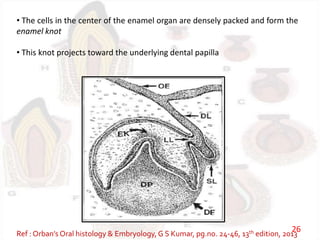 • The cells in the center of the enamel organ are densely packed and form the
enamel knot
• This knot projects toward the underlying dental papilla
Ref : Orban’s Oral histology & Embryology,G S Kumar, pg.no. 24-46, 13th edition, 2013
26
 