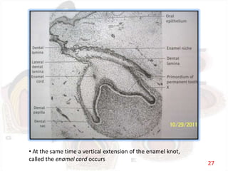 • At the same time a vertical extension of the enamel knot,
called the enamel cord occurs
27
 