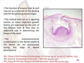 • The function of enamel knot & cord
may act as a reservoir of the dividing
cells for the growing enamel organ
• The enamel knot act as a signaling
centers as many important growth
factors are expressed by the cells of
the enamel knot & thus play an
important role in determining the
shape of the tooth
• The ectomesenchymal
condensation i.e the dental papilla &
the dental sac are pronounced
during this stage of dental
development
Ref : Orban’s Oral histology & Embryology, G S Kumar, pg.no. 24-46, 13th edition, 2013
Ref :Avery JK: Embryology of the tooth. J Dent Res 30:490,1951
Ref : Avery JK: Primary induction of tooth formation. JDent Res 33:702,1954
28
 