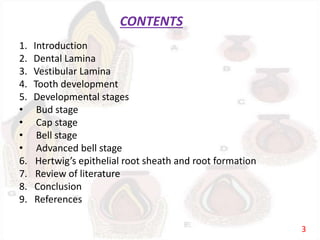 CONTENTS
1. Introduction
2. Dental Lamina
3. Vestibular Lamina
4. Tooth development
5. Developmental stages
• Bud stage
• Cap stage
• Bell stage
• Advanced bell stage
6. Hertwig’s epithelial root sheath and root formation
7. Review of literature
8. Conclusion
9. References
3
 