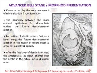 ADVANCED BELL STAGE / MORPHODIFFERENTIATION
 Characterized by the commencement
of mineralization & root formation
 The boundary between the inner
enamel epithelium & odontoblasts
outline the future dentinoenamel
junction
 Formation of dentin occurs first as a
layer along the future dentinoenamel
junction in the region of future cusps &
proceeds pulpally & apically
 After the first layer of dentin is formed,
the ameloblasts lay down enamel over
the dentin in the future incisal & cuspal
areas
Ref : Orban’s Oral histology & Embryology,G S Kumar, pg.no. 24-46, 13th edition, 2013
30
 