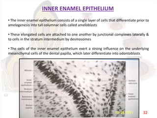 INNER ENAMEL EPITHELIUM
• The inner enamel epithelium consists of a single layer of cells that differentiate prior to
amelogenesis into tall columnar cells called ameloblasts
• These elongated cells are attached to one another by junctional complexes laterally &
to cells in the stratum intermedium by desmosomes
• The cells of the inner enamel epithelium exert a strong influence on the underlying
mesenchymal cells of the dental papilla, which later differentiate into odontoblasts
32
 