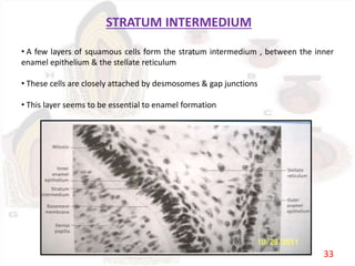 STRATUM INTERMEDIUM
• A few layers of squamous cells form the stratum intermedium , between the inner
enamel epithelium & the stellate reticulum
• These cells are closely attached by desmosomes & gap junctions
• This layer seems to be essential to enamel formation
33
 