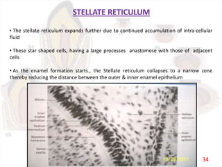 STELLATE RETICULUM
• The stellate reticulum expands further due to continued accumulation of intra-cellular
fluid
• These star shaped cells, having a large processes anastomose with those of adjacent
cells
• As the enamel formation starts., the Stellate reticulum collapses to a narrow zone
thereby reducing the distance between the outer & inner enamel epithelium
34
 
