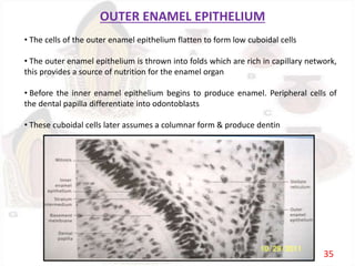 OUTER ENAMEL EPITHELIUM
• The cells of the outer enamel epithelium flatten to form low cuboidal cells
• The outer enamel epithelium is thrown into folds which are rich in capillary network,
this provides a source of nutrition for the enamel organ
• Before the inner enamel epithelium begins to produce enamel. Peripheral cells of
the dental papilla differentiate into odontoblasts
• These cuboidal cells later assumes a columnar form & produce dentin
35
 