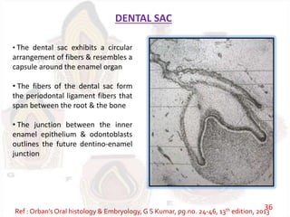 DENTAL SAC
• The dental sac exhibits a circular
arrangement of fibers & resembles a
capsule around the enamel organ
• The fibers of the dental sac form
the periodontal ligament fibers that
span between the root & the bone
• The junction between the inner
enamel epithelium & odontoblasts
outlines the future dentino-enamel
junction
Ref : Orban’s Oral histology & Embryology,G S Kumar, pg.no. 24-46, 13th edition, 2013
36
 