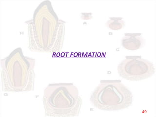 ROOT FORMATION
49
 