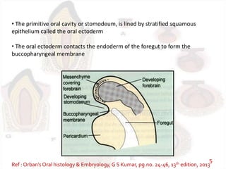 • The primitive oral cavity or stomodeum, is lined by stratified squamous
epithelium called the oral ectoderm
• The oral ectoderm contacts the endoderm of the foregut to form the
buccopharyngeal membrane
Ref : Orban’s Oral histology & Embryology,G S Kumar, pg.no. 24-46, 13th edition, 2013
5
 