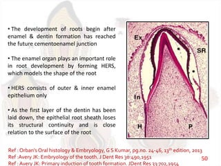 • The development of roots begin after
enamel & dentin formation has reached
the future cementoenamel junction
• The enamel organ plays an important role
in root development by forming HERS,
which models the shape of the root
• HERS consists of outer & inner enamel
epithelium only
• As the first layer of the dentin has been
laid down, the epithelial root sheath loses
its structural continuity and is close
relation to the surface of the root
Ref : Orban’s Oral histology & Embryology, G S Kumar, pg.no. 24-46, 13th edition, 2013
Ref :Avery JK: Embryology of the tooth. J Dent Res 30:490,1951
Ref : Avery JK: Primary induction of tooth formation. JDent Res 33:702,1954
50
 