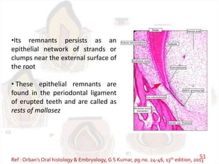 •Its remnants persists as an
epithelial network of strands or
clumps near the external surface of
the root
• These epithelial remnants are
found in the periodontal ligament
of erupted teeth and are called as
rests of mallasez
Ref : Orban’s Oral histology & Embryology,G S Kumar, pg.no. 24-46, 13th edition, 2013
51
 