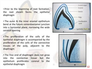 • Prior to the beginning of root formation,
the root sheath forms the epithelial
diaphragm
• The outer & the inner enamel epithelium
bend at the future cementoenamel junction
into a horizontal plane, narrowing the wide
cervical opening
• The proliferation of the cells of the
epithelial diaphragm is accompanied by the
proliferation of the cells of the connective
tissues of the pulp, adjacent to the
diaphragm
• The free end of diaphragm does not grow
into the connective tissue but the
epithelium proliferates coronal to the
epithelial diaphragm
52
 