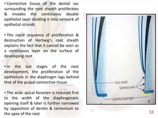 • Connective tissue of the dental sac
surrounding the root sheath proliferates
& invades the continuous double
epithelial layer dividing it into network of
epithelial strands
• The rapid sequence of proliferation &
destruction of Hertwig’s root sheath
explains the fact that it cannot be seen as
a continuous layer on the surface of
developing root
• In the last stages of the root
development, the proliferation of the
epithelium in the diaphragm lags behind
that of the pulpal connective tissue
• The wide apical foramen is reduced first
to the width of the diaphragmatic
opening itself & later is further narrowed
by opposition of dentin & cementum to
the apex of the root 53
 
