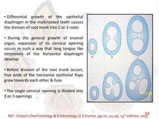 • Differential growth of the epithelial
diaphragm in the multirooted teeth causes
the division of root trunk into 2 or 3 roots
• During the general growth of enamel
organ, expansion of its cervical opening
occurs in such a way that long tongue like
extensions of the horizontal diaphragm
develop
• Before division of the root trunk occurs,
free ends of the horizontal epithelial flaps
grow towards each other & fuse
• The single cervical opening is divided into
2 or 3 openings
Ref : Orban’s Oral histology & Embryology,G S Kumar, pg.no. 24-46, 13th edition, 2013
54
 