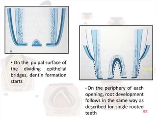 • On the pulpal surface of
the dividing epithelial
bridges, dentin formation
starts
• On the periphery of each
opening, root development
follows in the same way as
described for single rooted
teeth 55
 