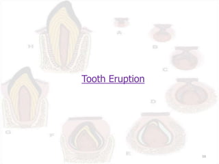 Tooth Eruption
59
 