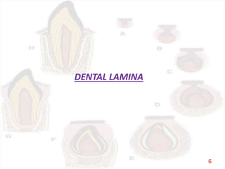 DENTAL LAMINA
6
 