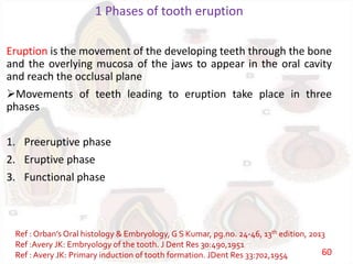 1 Phases of tooth eruption
Eruption is the movement of the developing teeth through the bone
and the overlying mucosa of the jaws to appear in the oral cavity
and reach the occlusal plane
Movements of teeth leading to eruption take place in three
phases
1. Preeruptive phase
2. Eruptive phase
3. Functional phase
Ref : Orban’s Oral histology & Embryology, G S Kumar, pg.no. 24-46, 13th edition, 2013
Ref :Avery JK: Embryology of the tooth. J Dent Res 30:490,1951
Ref : Avery JK: Primary induction of tooth formation. JDent Res 33:702,1954 60
 