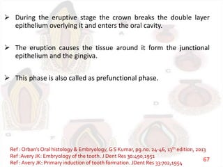  During the eruptive stage the crown breaks the double layer
epithelium overlying it and enters the oral cavity.
 The eruption causes the tissue around it form the junctional
epithelium and the gingiva.
 This phase is also called as prefunctional phase.
Ref : Orban’s Oral histology & Embryology, G S Kumar, pg.no. 24-46, 13th edition, 2013
Ref :Avery JK: Embryology of the tooth. J Dent Res 30:490,1951
Ref : Avery JK: Primary induction of tooth formation. JDent Res 33:702,1954
67
 