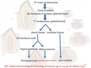 6th week of intrauterine
Tooth formation
the formation of primary epithelial band
7th weekprimary epithelial band
dental lamina vestibular lamina
lingual extension distal extension
All deciduous teeth
Permanent teeth permanent molars oral vestibule
Ref : Orban’s Oral histology & Embryology,G S Kumar, pg.no. 24-46, 13th edition, 2013
7
 