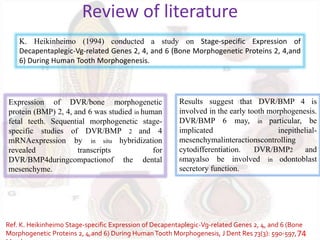Review of literature
Ref. K. Heikinheimo Stage-specific Expression of Decapentaplegic-Vg-related Genes 2, 4, and 6 (Bone
Morphogenetic Proteins 2, 4,and 6) During HumanTooth Morphogenesis, J Dent Res 73(3): 590-597,74
K. Heikinheimo (1994) conducted a study on Stage-specific Expression of
Decapentaplegic-Vg-related Genes 2, 4, and 6 (Bone Morphogenetic Proteins 2, 4,and
6) During Human Tooth Morphogenesis.
Expression of DVR/bone morphogenetic
protein (BMP) 2, 4, and 6 was studied in human
fetal teeth. Sequential morphogenetic stage-
specific studies of DVR/BMP 2 and 4
mRNAexpression by in situ hybridization
revealed transcripts for
DVR/BMP4duringcompactionof the dental
mesenchyme.
Results suggest that DVR/BMP 4 is
involved in the early tooth morphogenesis.
DVR/BMP 6 may, in particular, be
implicated inepithelial-
mesenchymalinteractionscontrolling
cytodifferentiation. DVR/BMP2 and
6mayalso be involved in odontoblast
secretory function.
 