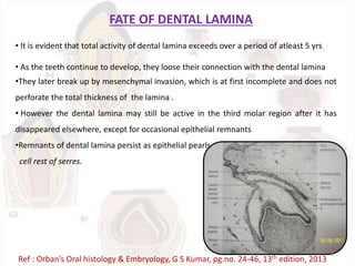 FATE OF DENTAL LAMINA
• It is evident that total activity of dental lamina exceeds over a period of atleast 5 yrs
• As the teeth continue to develop, they loose their connection with the dental lamina
•They later break up by mesenchymal invasion, which is at first incomplete and does not
perforate the total thickness of the lamina .
• However the dental lamina may still be active in the third molar region after it has
disappeared elsewhere, except for occasional epithelial remnants
•Remnants of dental lamina persist as epithelial pearls or
cell rest of serres.
Ref : Orban’s Oral histology & Embryology, G S Kumar, pg.no. 24-46, 13th edition, 2013
8
 