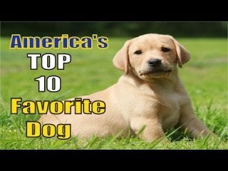 America's 10 Favorite Dog Breeds [ New Edition 2016 ]