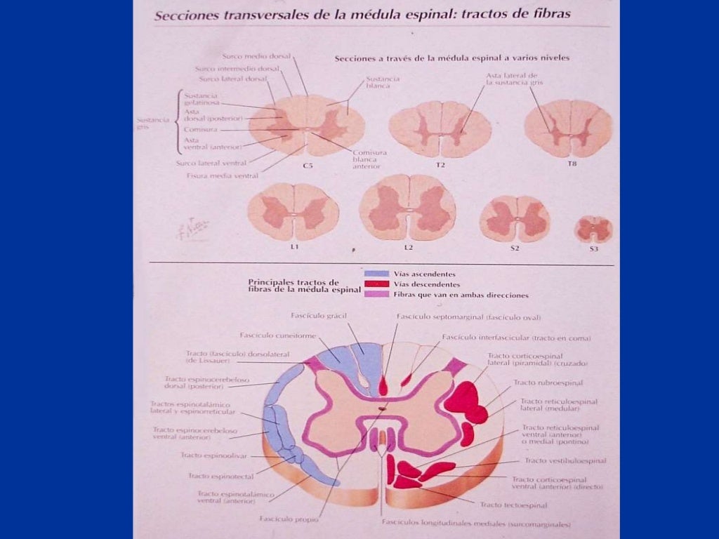 Anatomía y Fisiología del Tronco Encefálico - AVC