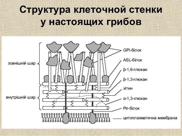 Строение клеток вариант 2. Строение клеток вариант 2