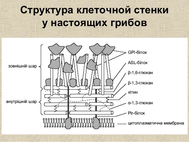 Какую клеточную структуру