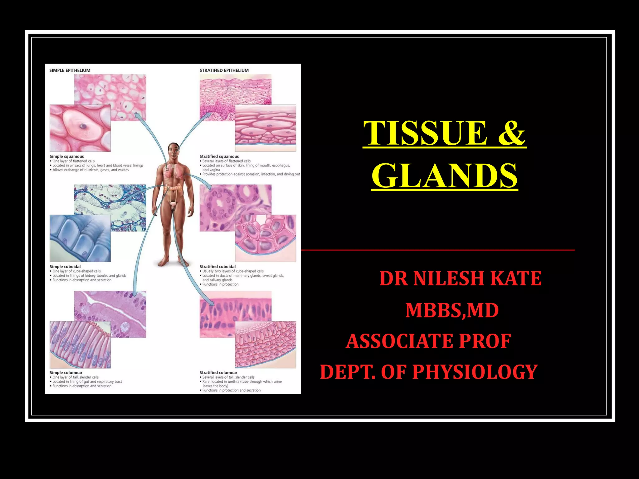 TISSUE AND GLANDS BASIC PPT