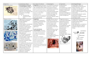 Organismo Características clínicas Dx. y factor de virulencia Fisiopatogenia Tratamiento Morfología/fisiología
Pneumocistisjiroveci Neumocistosis en forma de
neumonía aguda o crónica. La
neumoníaes la enfermedad
característica del SIDA.
Limitantes del desarrollo de
infección sonlos linfocitos CD4,
INF-gamma, macrófagos
alveolares.
 Los factores de
virulencia no están
claros.
Diagnóstico apartirde lavado
bronquiolveolar(LBA), esputo.
LBA: sensibilidad del 99-100%
Gomori-Grocott(que tiñe de
color marrónoscuro la pared
de ambasmorfologías) es una
técnica consideradade
referencia parala
identificación de P. jirovecii en
los líquidosbroncoalveolares.
PCRa partir del LBA
El hombrees el reservorio
exclusivo. Es ubicuo. Vía
principal de entrada la
respiratoria. Se menciona
que es parte de la
microbiotaalveolar desde
etapas muy tempranas.
Factores de riesgo: VIH,
inmunodeprimidos,
leucemia, linfomas, cáncer,
trasplantes
Sulfametoxazol-
trimetoprim.
Pentamidina(con cuidado
ya que causadañorenal,
hepático y alteraciones
hematológicas)
Fármacosantifúngicosno
funciona yaque el hongo
carece de ergosterol.
Hongofúngico-atípicocon
propiedadesde protozoarioy de
hongo. Extracelular, ubicuo,
unicelular y no cultivable.
Carece de ergosterol en su pared
celular, escasez de organelos, pocas
mitocondrias.
Formasde reproducción:quistes,
esporozoítoocuerpos
intraquísticos, esporozoítoprecoz,
intermedio y tardío.
Rhizopus arrhizus
Lichteimia corymbifera (Absidia)
Mucorcircinelloides
Cigomicosiso mucormicosis:
enfermedad causadapor
hongospatógenos
oportunistas.
Cuadrosagudos rinocerebrales
y pulmonares cursancon
trombosis, invasiónvascular,
isquemiatisular e infartos.
Enfermedad de rápida
progresión con 95% de muerte,
por lo que el diagnósticose
debe apresurar.
1. Enfermedad rinocerebral
(rino-orbito-cerebral), de
evoluciónaguda. Invasiónque
se extiende hastael SNC
2. Pulmonar:pronósticoy
evoluciónson graves, puede
ser nosocomial.
3. Cutánea, poco frecuente que
puede ser secundarioa casos
rinocerebrales, se origina de
algún traumatismocutáneo.
4. diseminada, inicia, con
frecuencia, despuésde una
cigomicosis rinocerebral,
pulmonaro cutánea.
Diagnóstico:
KOHal 10% a muestrasde
exudadosy secreciones para
observarhifas gruesas
cenocíticas, dicotómicas
características de la
cigomicosis.
Factor de virulencia:
Ceto-reductasa,degradalos
cuerposcetónicos presentes
en sangre, favoreciendo el
crecimiento y diseminación
del hongo.
Reducción morfológica,
secreción de rizoferrina que es
receptor de iones de hierro
ferroso, poseecomplejo
cetona-reductasaquese
activa con la acidosis
permitiendola degradaciónde
cuerposcetónicos, producción
de rizotoxina.
Hongosubicuos. Mucory
Rhizopus3 y 4 entre los
más contaminantesquese
encuentranen el aire.
Se han aisladocomo
microbiótica habitualy
transitoriaen piel, tracto
respiratorio,
gastrointestinaly urinario.
Factores de riesgo: DM
descompensada,
enfermedades
hematológicas, uso
prolongado deantibióticos,
desnutrición, colitis
amebiana.
Diagnósticoprecoz y
control de la enfermedad
adyacenteya que los
fracasos terapéuticos
tienen índices de
mortalidaddel 45 al 95%
Anfotericina B,azoles
(posaconazoly
voriconazol)y
equinocandinas
(caspofingina).
Desbridamiento
quirúrgico, aplicar Oxígeno
hiperbárico.
Hongosfilamentososcon hifas
cenocíticas (sin septos)hialinas que
puedenpresentar septos
infrecuentes. Con
esporangiosporas. Losrizoidesson
útiles para identificar el género
específico de algunosde estos
hongos.
 