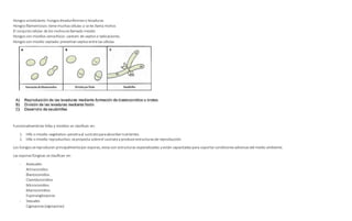 Hongosunicelulares: hongoslevaduriformeso levaduras
Hongosfilamentosos:tiene muchascélulas y se les llama mohos
El conjuntocelular de los mohosesllamado micelio
Hongoscon micelios cenocíticos: carecen de septoso tabicaciones.
Hongoscon micelio septado:presentanseptosentre las células
Funcionalmentelas hifas y micelios se clasifican en:
1. Hifa o micelio vegetativo:penetraal sustratoparaabsorbernutrientes.
2. Hifa o micelio reproductivo:seproyecta sobreel sustratoy produce estructurasde reproducción
Los hongossereproducen principalmentepor esporas, estasson estructuras especializadas y están capacitadaspara soportarcondicionesadversasdel medio ambiente.
Las esporasfúngicas se clasifican en:
- Asexuales
Artroconidios
Blastoconidios
Clamidoconidios
Microconidios
Macroconidios
Esporanglosporas
- Sexuales
Cigosporas(zigosporas)
 