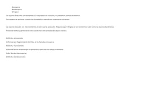 Ascospora
Basidiospora
Oospora
Las esporasAsexuales sonresistentesa la sequedado la radiación, nopresentan periodode latencia.
Soncapaces de germinar cuandohay humedady a menudoen ausencia de nutrientes.
Las esporasSexuales son másresistentes al calor quelas asexuales. Ningunaesporafúngica es tanresistente al calor comolas esporas bacterianas.
Presentanlatencia, germinandosólocuandohan sidoactivadasde algunamanera.
ASEXUAL- artroconidio
Se forman porfragmentación de hifas, se les llamabaartrosporas
ASEXUAL- blastoconidio
Se forman en las levaduraspor la gemación a partir de una célula ya existente
Se les llamabablastosporas.
ASEXUAL-clamidoconidios
 
